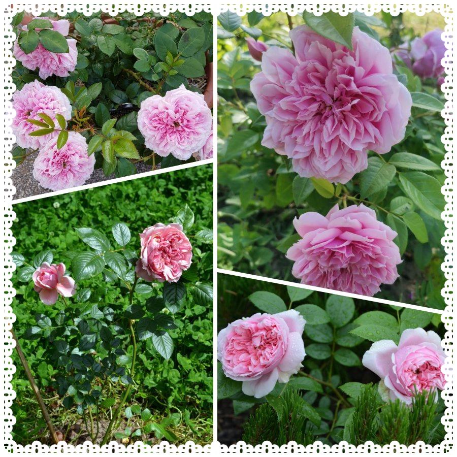 Schone Maid róża wielkokwiatowa